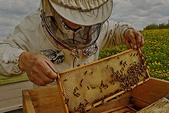 Beyşehir Balpetek promo