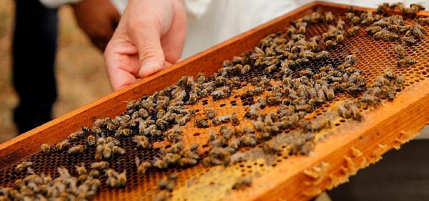 Beyşehir Balpetek promo