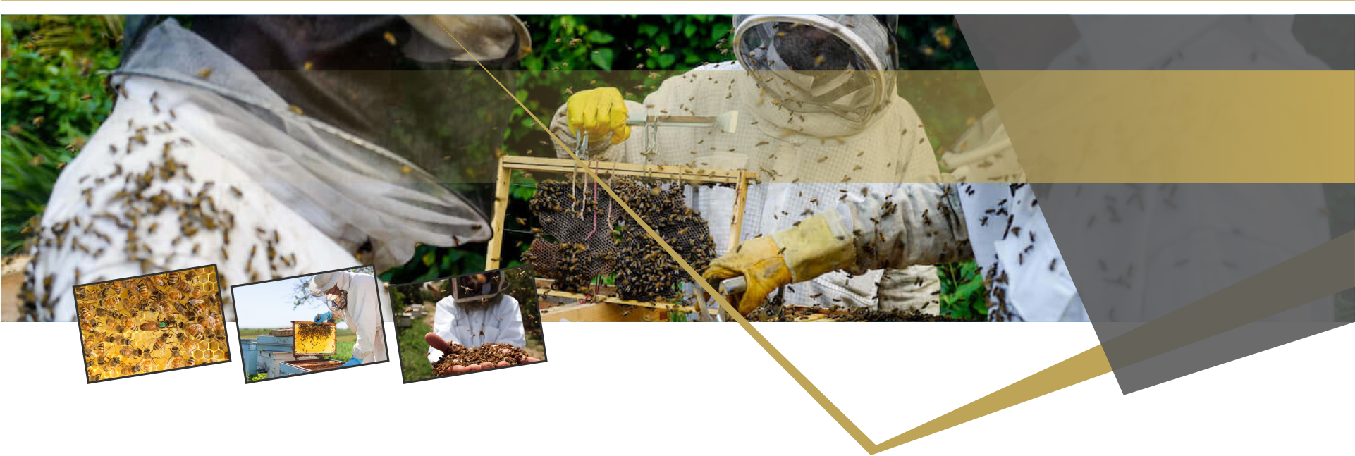 Beyşehir Balpetek promo